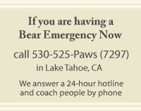 If you are having a Bear Emergency Now, call 530-525-PAWS (7297)