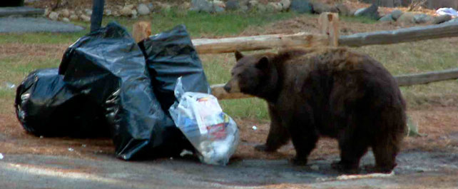 garbage bags attract bears
