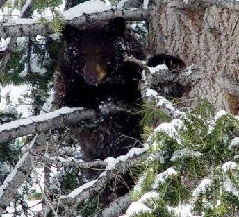 Tahoe bear in winter