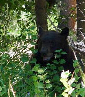 Malilyn, a Tahoe bear