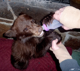 Thanksgiving cub rescued