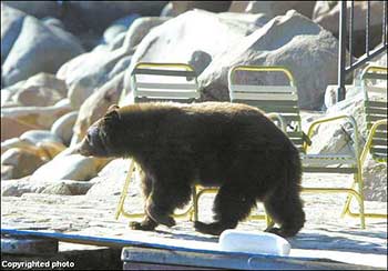 Bear in Marla Bay, So. Lake Tahoe
