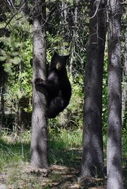 bear descends tree