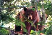 Tahoe black bear