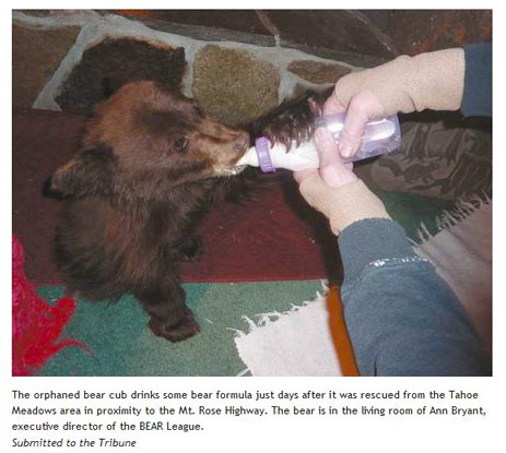 Thanksgiving Day bear cub rescued