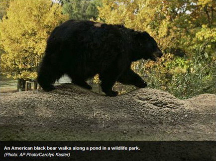 Is a bear invasion in Lake Tahoe's near future?