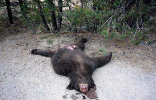 dead bear