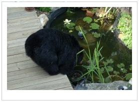 black bear drinking in landscaped water feature