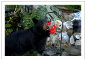 Black bear getting into a hummingbird feeder