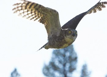 Great Horned Owl released