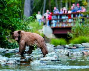 young bear fishing