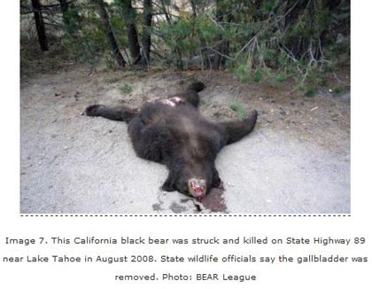 CA black bear with gall bladder removed - photo BEAR League