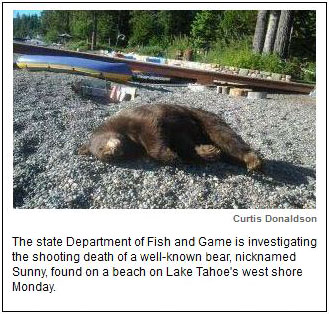 Well-known bear found dead on Tahoe beach