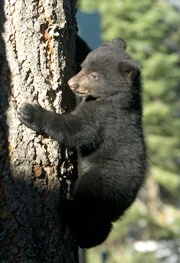 little black cub on tree